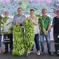 Nova espécie de banana pode revolucionar o campo no Brasil; conheça imagem