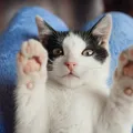 O gato que mudou tudo: história real de resgate vira livro emocionante imagem