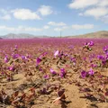 O que os vermes do deserto ensinam sobre a vida em outros planetas imagem