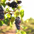 O 'terroir' do Mediterrâneo: Morro do Chapéu virou a nova capital do vinho imagem