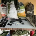 Operação erradica 200 mil pés de maconha e apreende três toneladas na Bahia imagem