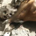 Ossada humana é encontrada às margens da BR-101 no sul da Bahia imagem