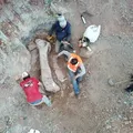 Ossos encontrados em obra de ferrovia são de dinossauro pescoçudo imagem