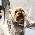 Pet shops podem ser obrigados a ter câmeras em locais de banho e tosa imagem
