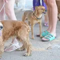 Pode dar multa! Donos de cachorro podem pagar R$ 195 por erro comum imagem