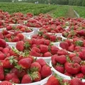 Por que o Brasil lidera produção de morangos, mas fruta ainda falta no mercado? imagem