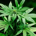 Prejuízo de R$ 45 milhões: 300 mil pés de maconha são erradicados na Bahia imagem