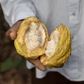 Produtores pressionam por aprovação do PL 1769 para garantir mais cacau no chocolate imagem
