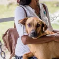 Quem fica com o cachorro? Conheça lei da guarda compartilhada de pets imagem