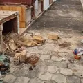 Recado de facção? Túmulo é violado e cadáver é incendiado em cemitério imagem