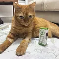 Regulamentação do uso de cannabis em animais dá alívio a pacientes crônicos imagem