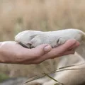 Saiba como deve funcionar enterro de pets junto aos tutores em Salvador imagem