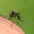 Seis cidades da Bahia estão em epidemia de dengue imagem