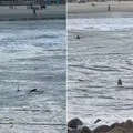 Tubarão ronda crianças em famosa praia brasileira; veja imagem