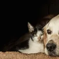 Tutores sacrificam animais para conseguir fugir da guerra imagem