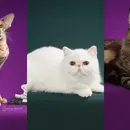 Gatos exóticos roubam a cena em competição de beleza; confira