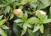 Achou que era mato? Planta nutritiva cresce sozinha no quintal