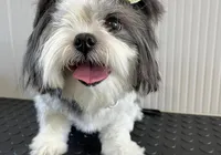 Adoção salva matrizes de exploração e maus tratos