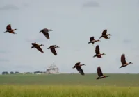 Animais em perigo imagem