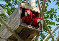 Após 200 anos, arara citada por Caminha volta a nascer na mata baiana