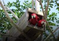 Após 200 anos, araras-vermelhas ressurgem