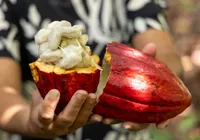 Articulação cacaueira