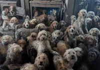 Associação de proteção aos animais resgata 250 cães amontoados em uma casa