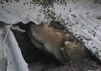 Ataque de 60 mil abelhas deixa cães mortos e pessoas feridas na Bahia