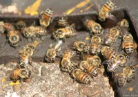 Ataque de 60 mil abelhas deixa cães mortos e pessoas feridas na Bahia