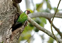 Ave extinta há mais de 100 anos renasce na Caatinga; conheça imagem