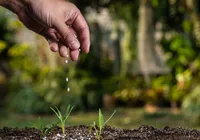 Bahia pode viver crise de fertilizantes