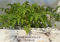 Bioinsumos, o caminho brasileiro para segurança tecnológica