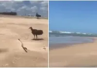 Braço humano em decomposição é encontrado na areia de praia turística