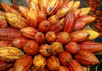 Cacau ficou mais barato, mas ovos de Páscoa subiram 27%