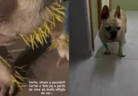 Cachorro de ex-atriz da Globo é internado após ser atacado