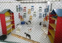 Cães matam gatos com doenças transmissíveis em universidade baiana imagem