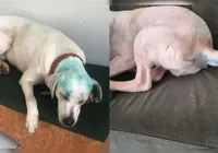 Cão comunitário é pintado em suposto trote e caso gera revolta na web