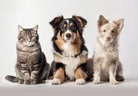 Casos de câncer em cães e gatos crescem 180%; saiba detalhes imagem