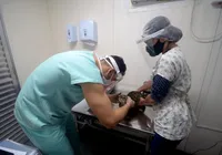 Castração gratuita de cães e gatos chega a Salvador; veja como agendar imagem