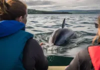 Cidade brasileira chama atenção por pesca feita com ajuda de botos
