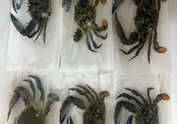 Cobre em siris: veja danos à saúde causados por crustáceos infectados imagem