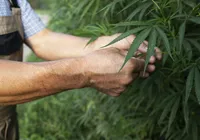 Conheça a planta comum que pode produzir substâncias psicodélicas imagem