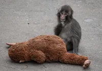 Conheça Punch: o macaco que virou sensação no Japão após ser rejeitado imagem