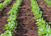 Controle total! Alternativa natural promete eliminar daninhas no alvo