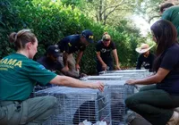 Criadouro de espécie rara de animais é interditado por maus-tratos