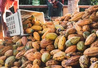 Deputado baiano relata projeto que beneficia produtores de cacau do país imagem