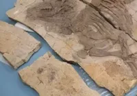 Descoberta na China revela dinossauro com espinhos inéditos imagem