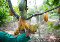 Do Cacau ao Chocolate Premium: Itabuna atrai indústrias e marcas de alto valor imagem