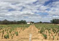 Do sal ao ouro: como água salina tem transformado safra no semiárido