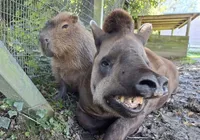 Eutanásia de capivara e anta em zoo causa comoção; entenda o motivo imagem